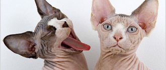 Hairless cats