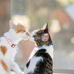 Do cats like kisses and hugs? - As cats say 