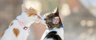 Do cats like kisses and hugs? - As cats say 