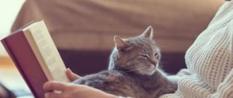 People who love cats. Psychology of cats read the article 