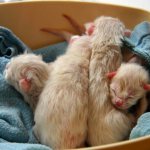 Little kittens lie in a box with cloth