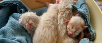 Little kittens lie in a box with cloth