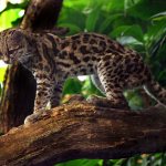 Margay