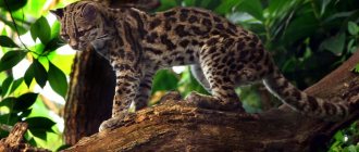 Margay