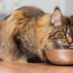 Maine Coon eats