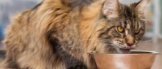 Maine Coon eats