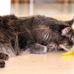 Maine Coon and humans: how they get along, breed characteristics, care and maintenance