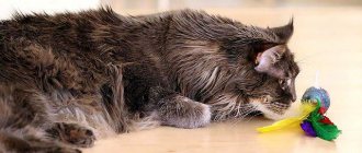 Maine Coon and humans: how they get along, breed characteristics, care and maintenance