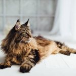 Maine Coon