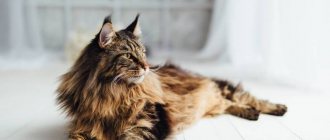 Maine Coon