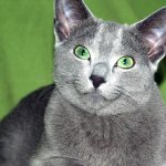 Mixed Russian Blue