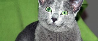 Mixed Russian Blue