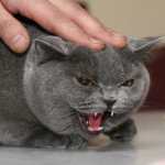 urolithiasis in cats