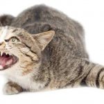 Can a domestic cat have rabies?