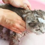 Is it possible to wash a cat with regular shampoo and what will happen?