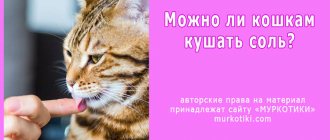 можно ли котам соль