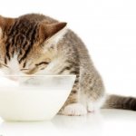 Is it possible to give cats milk as children?