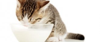 Is it possible to give cats milk as children?