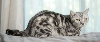 Marbled Briton: types and color features of fold cats