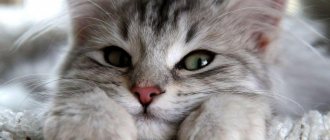 Purring of cats: reason, benefits, research, properties