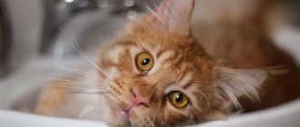 Washing a Maine Coon in the sink