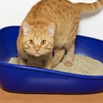 Cat litter: wood, clumping, silica gel and others