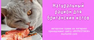 натуральное питание британских кошек