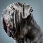 Neapolitan Mastiff portrait