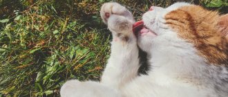 Normal and abnormal odor from a cat&#39;s mouth