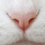 White cat&#39;s nose