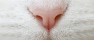 Нос у белого кота