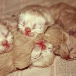 Newborn kittens