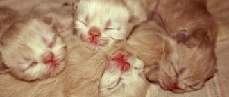 Newborn kittens