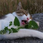 Do cats need catnip?