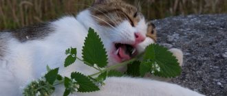 Do cats need catnip?