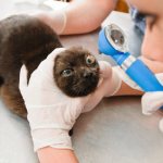 Examination of the eyeball of a gray cat