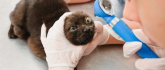 Examination of the eyeball of a gray cat