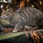 description of the forest Caucasian cat