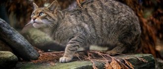 description of the forest Caucasian cat