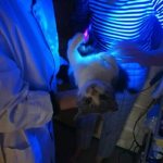 Determination of ringworm with a Wood&#39;s lamp