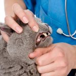 Examination of a cat&#39;s teeth