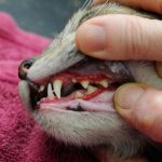 Examination of a cat&#39;s teeth