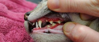 Examination of a cat&#39;s teeth