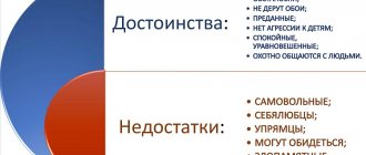 Особенности породы