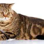 Features of the Scottish Straight or Scottish Straight cat breed