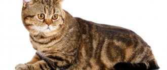 Features of the Scottish Straight or Scottish Straight cat breed