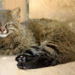 Pampas cat description