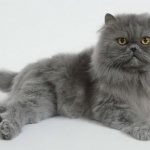 Persian cat photo 2