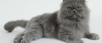 Persian cat photo 2