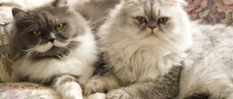 Persian cats photo.jpg